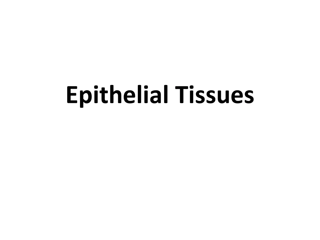 epithelial tissues