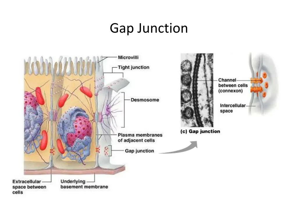 gap junction