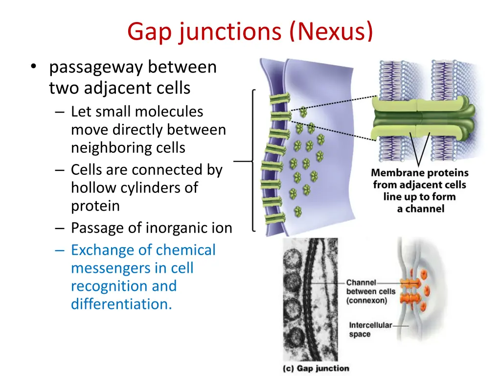 gap junctions nexus passageway between