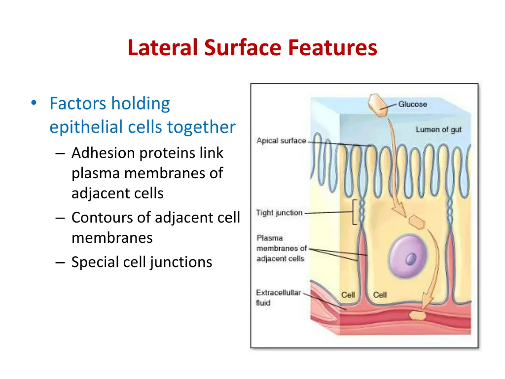 lateral surface features