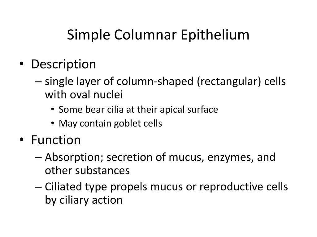 simple columnar epithelium