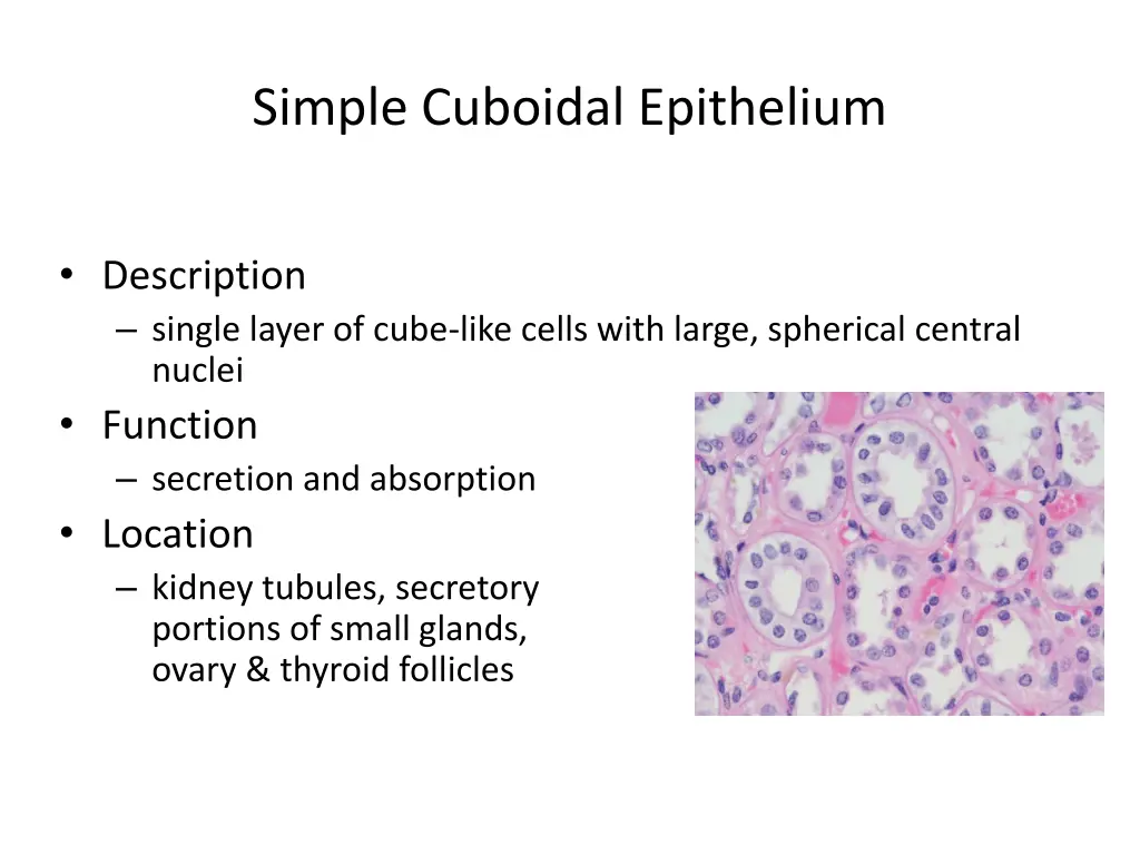 simple cuboidal epithelium