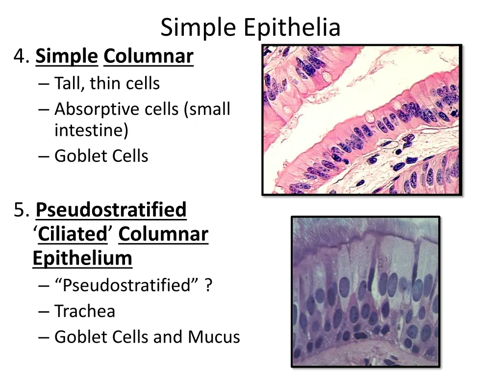 simple epithelia