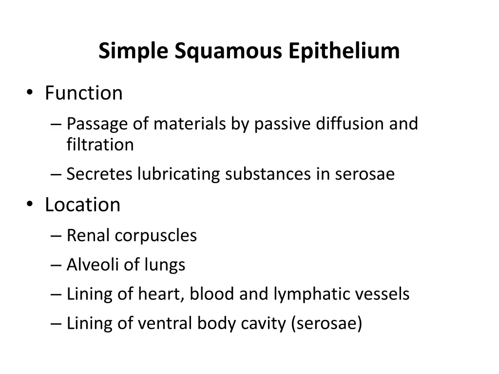 simple squamous epithelium 1