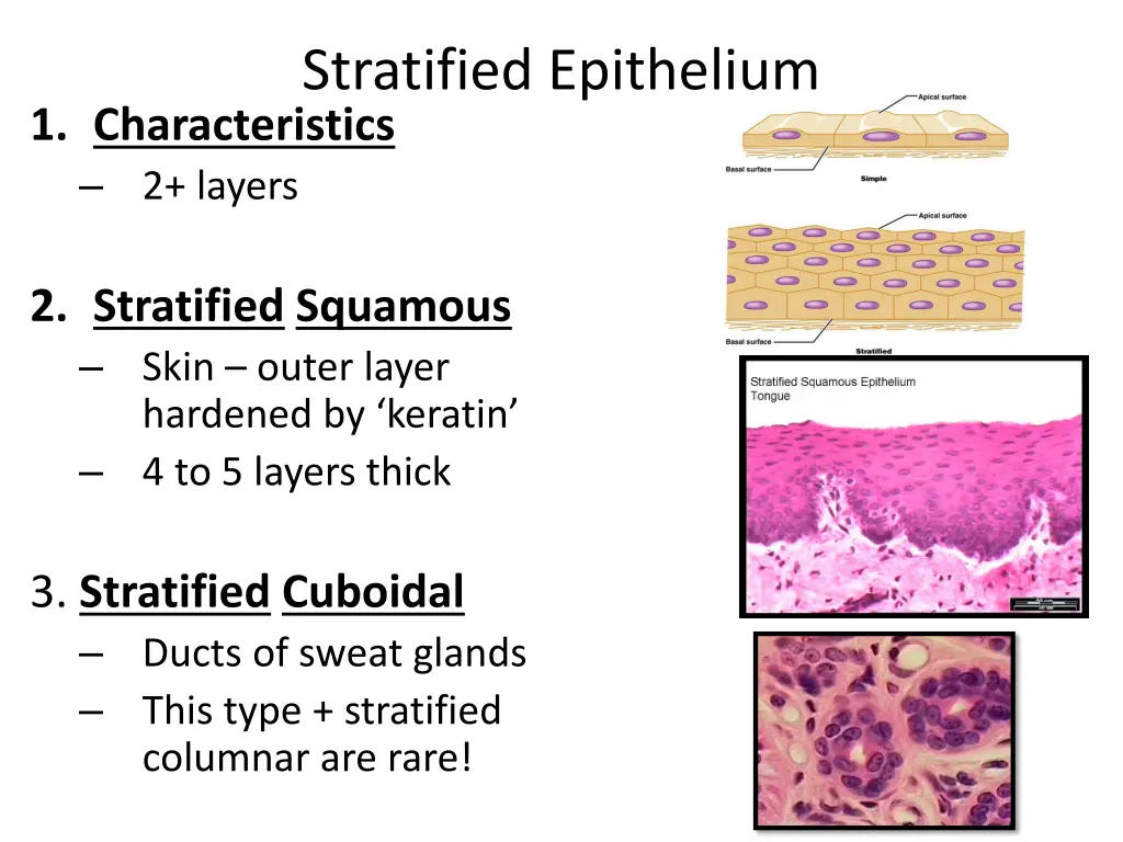 stratified epithelium