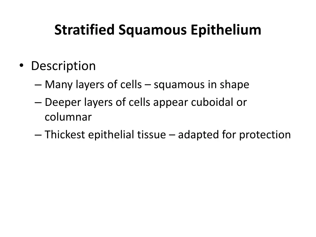 stratified squamous epithelium