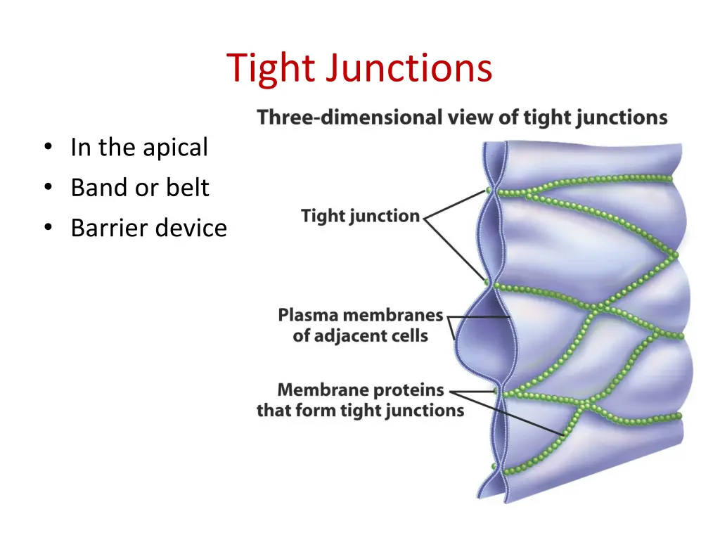 tight junctions