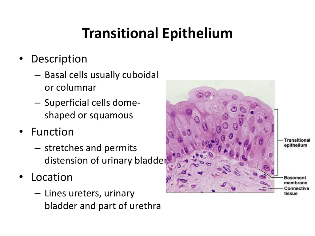 transitional epithelium