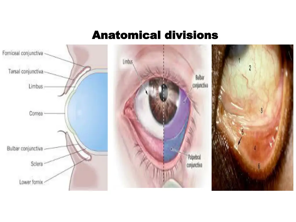 anatomical divisions anatomical divisions 1