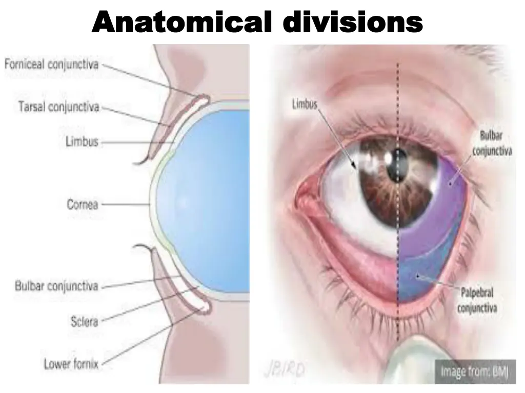 anatomical divisions anatomical divisions