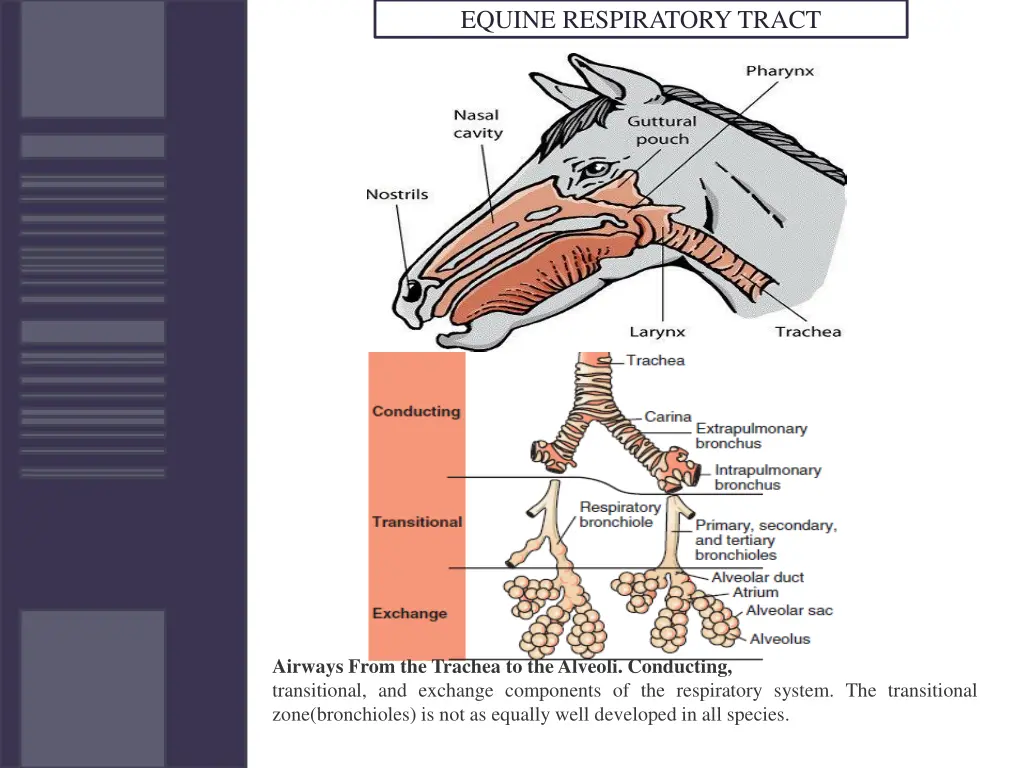 equine respiratory tract 1