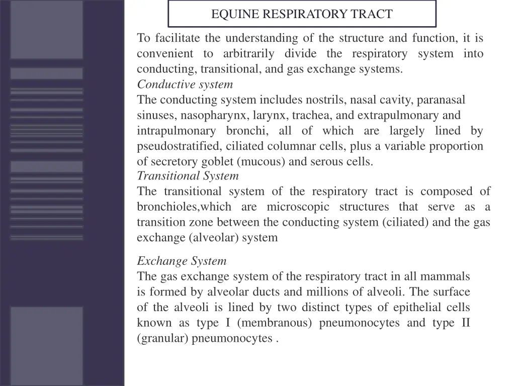 equine respiratory tract