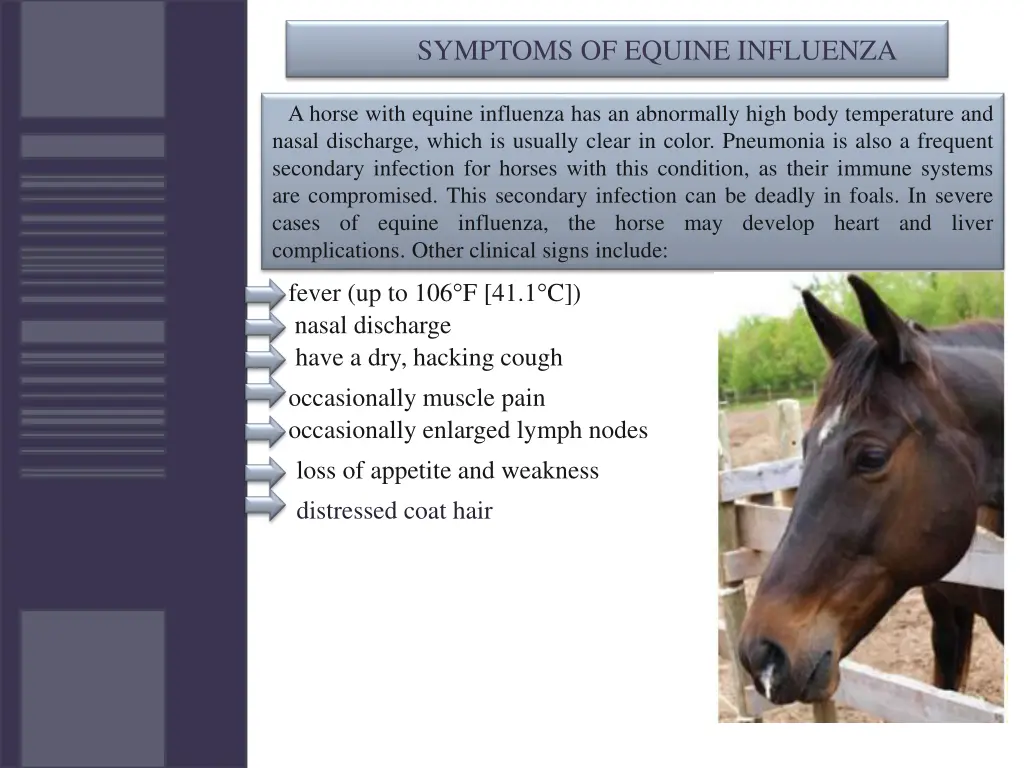 symptoms of equine influenza