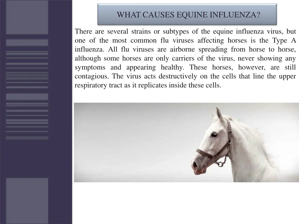 what causes equine influenza