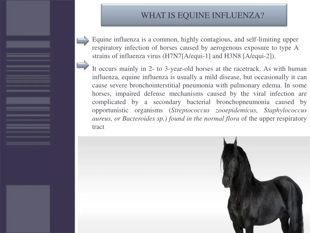 what is equine influenza