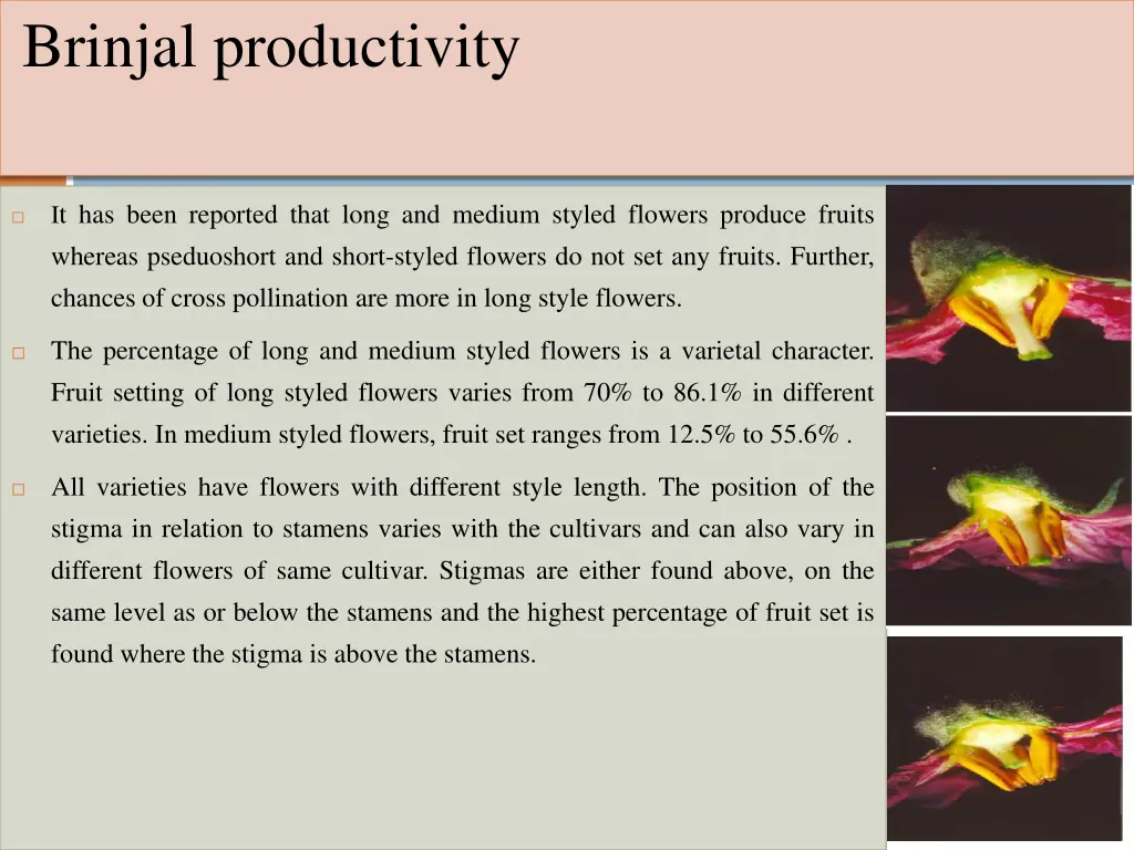 brinjal productivity