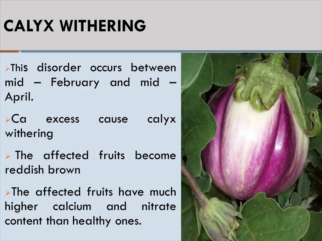 calyx withering