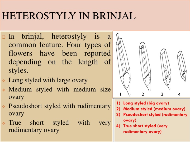 heterostyly in brinjal
