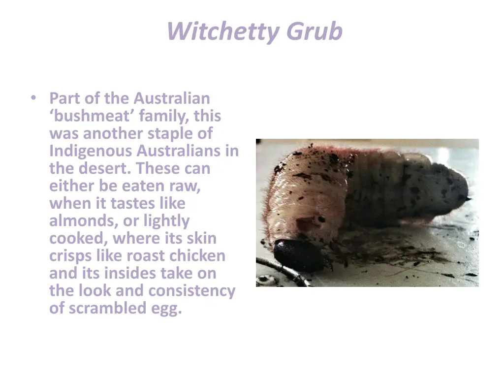 witchetty grub