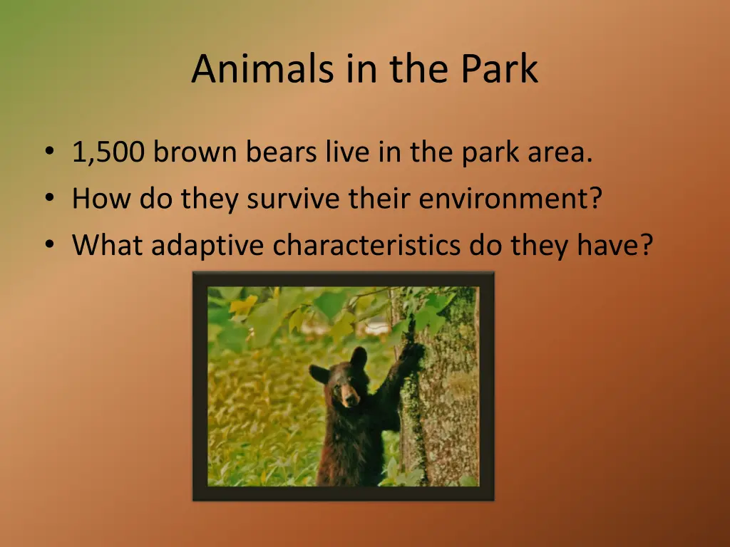 animals in the park