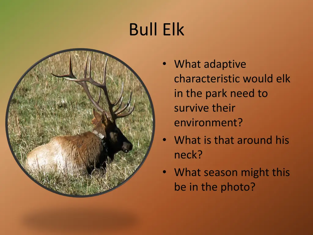 bull elk