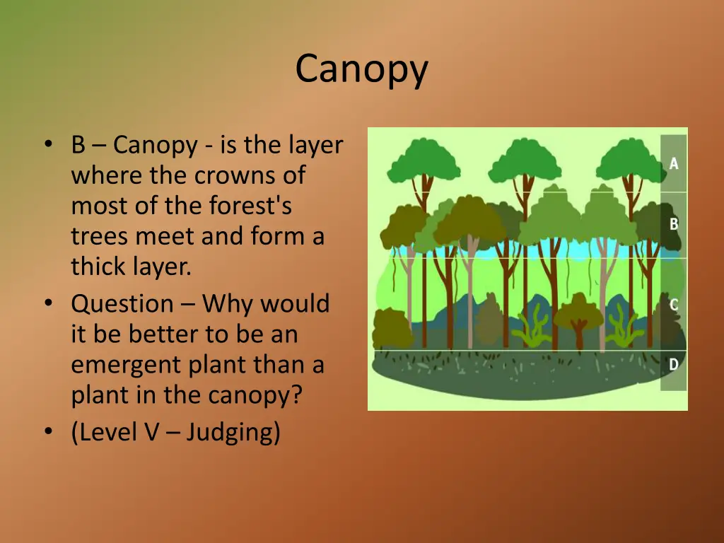 canopy