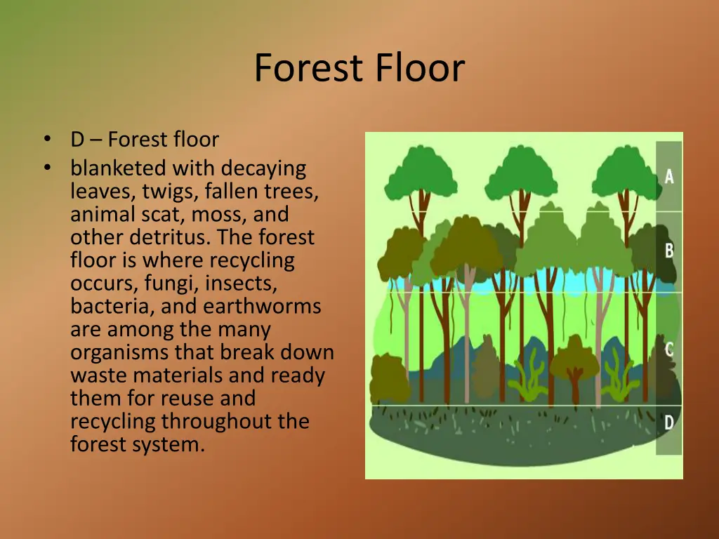 forest floor