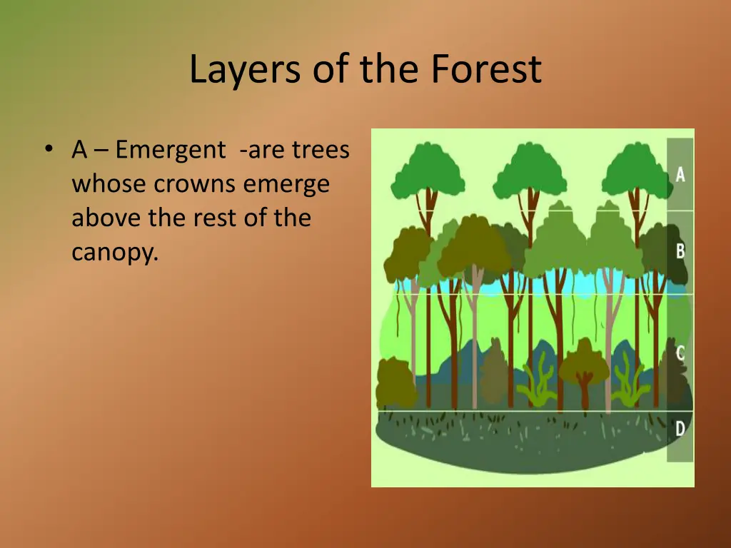 layers of the forest