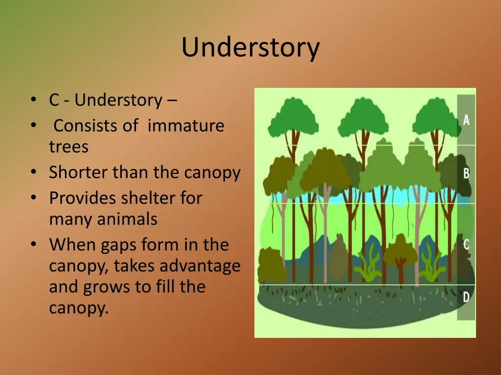 understory