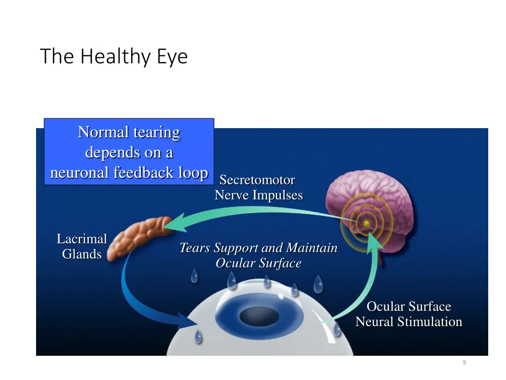 the healthy eye