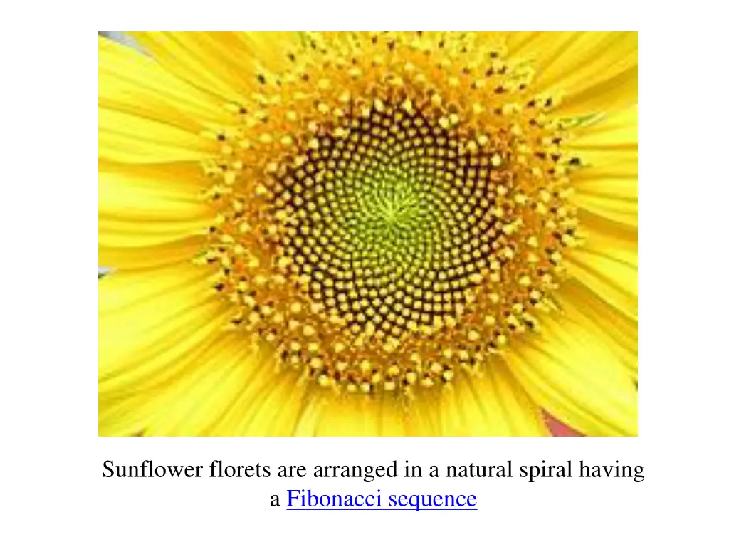 sunflower florets are arranged in a natural