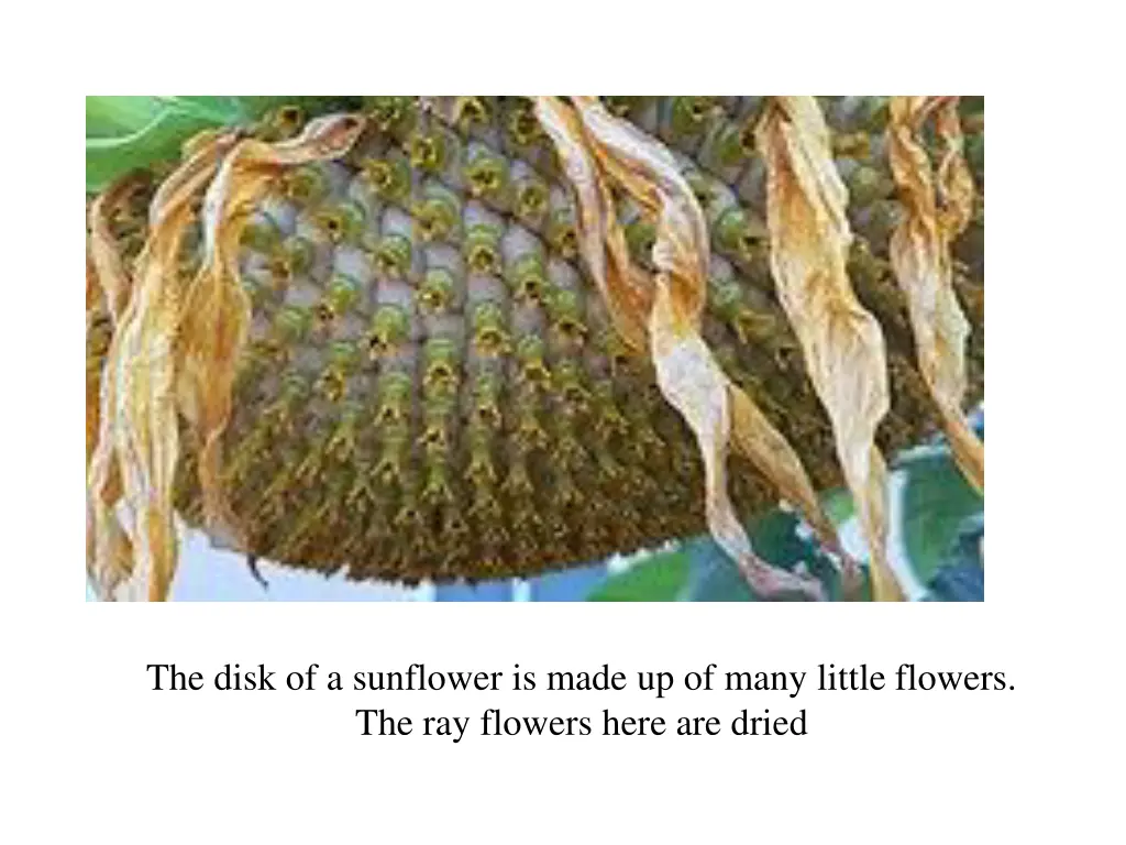 the disk of a sunflower is made up of many little