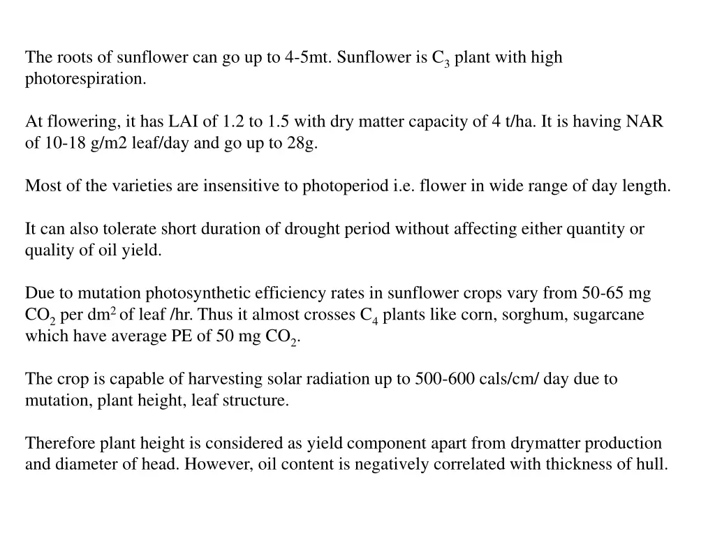 the roots of sunflower