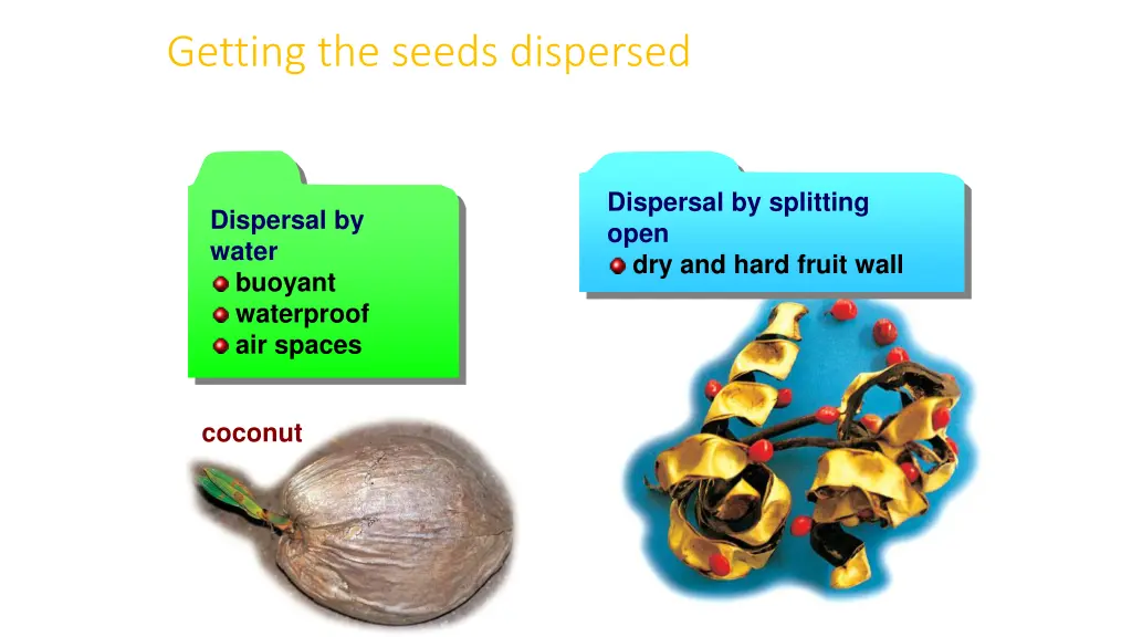 getting the seeds dispersed 1