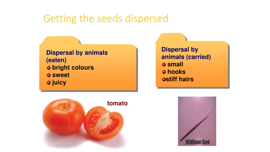 getting the seeds dispersed