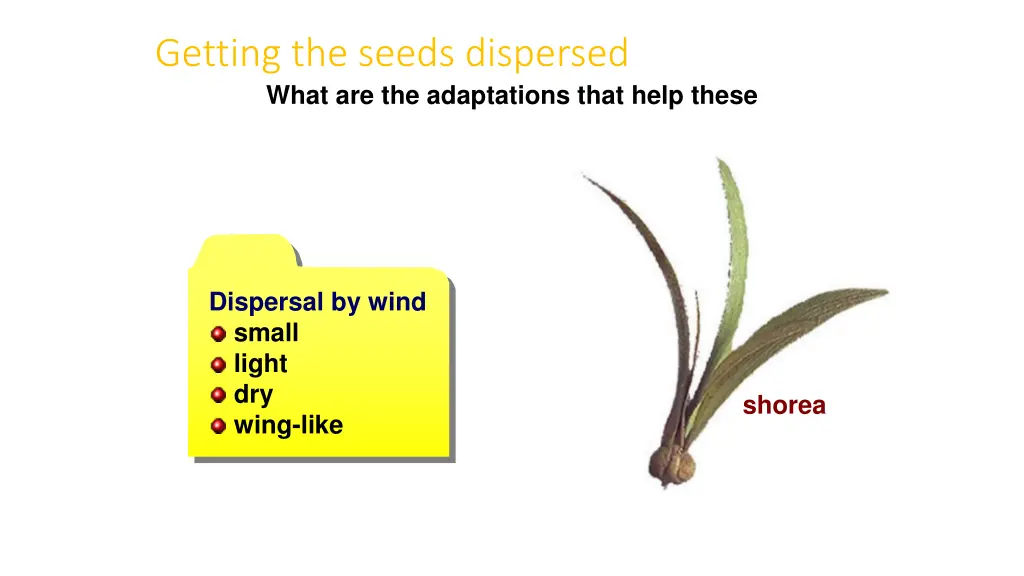 getting the seeds dispersed what