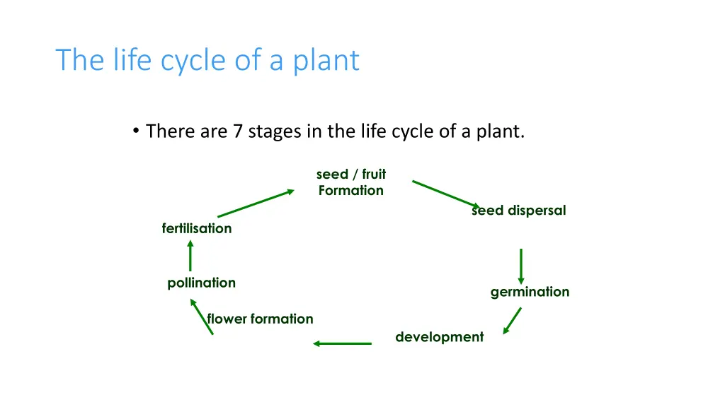 the life cycle of a plant