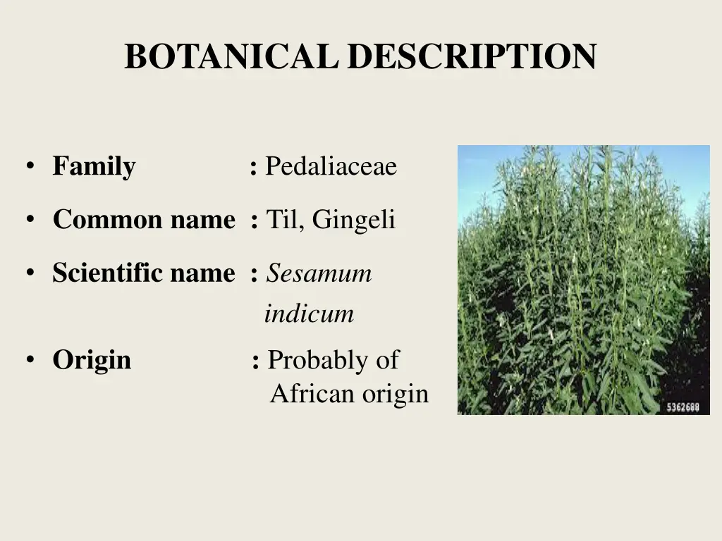 botanical description