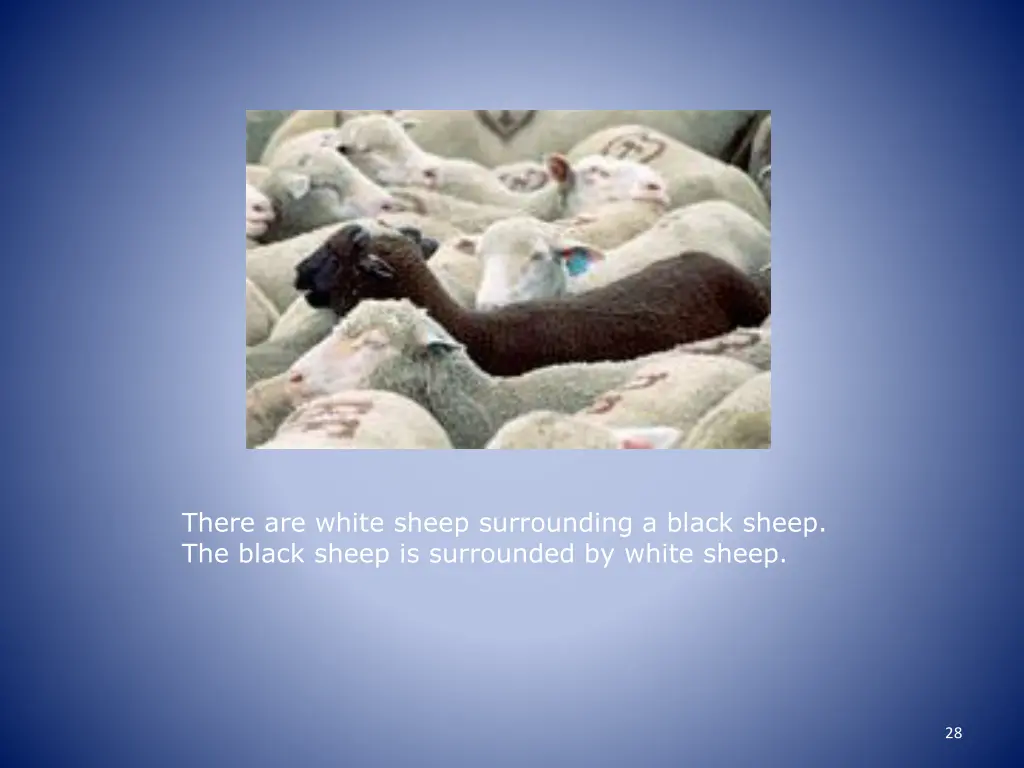 there are white sheep surrounding a black sheep