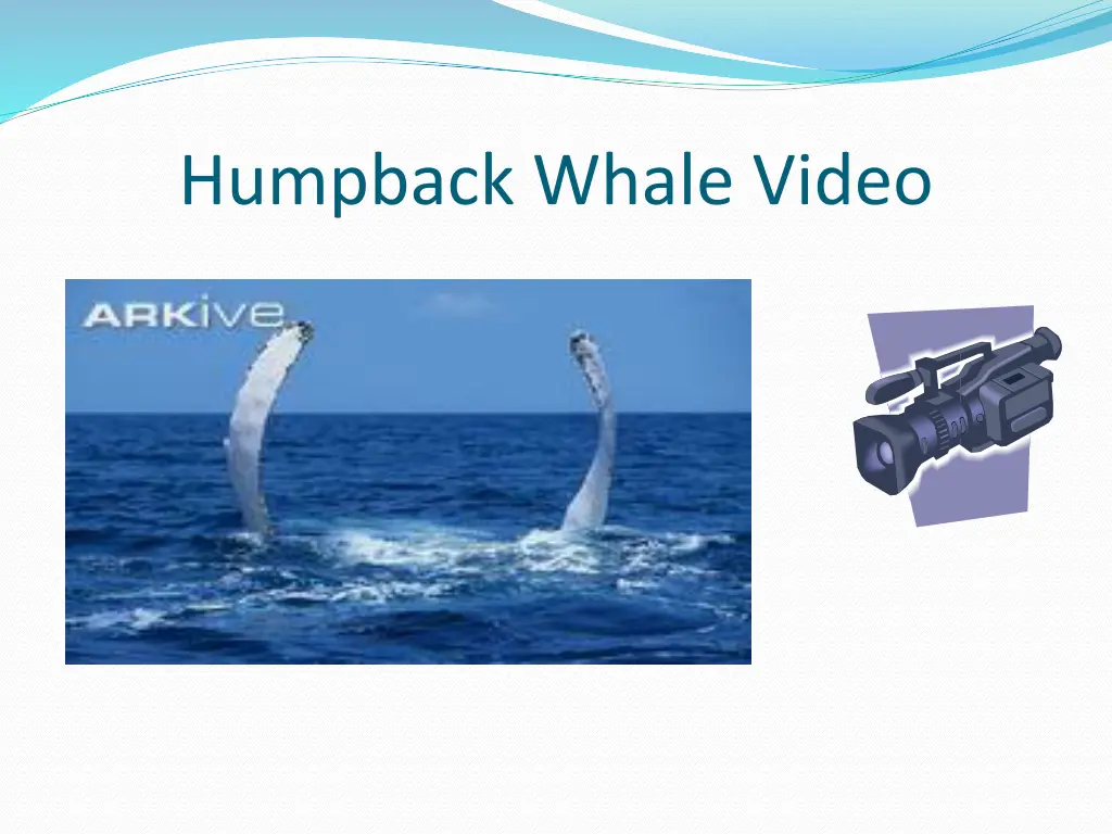 humpback whale video