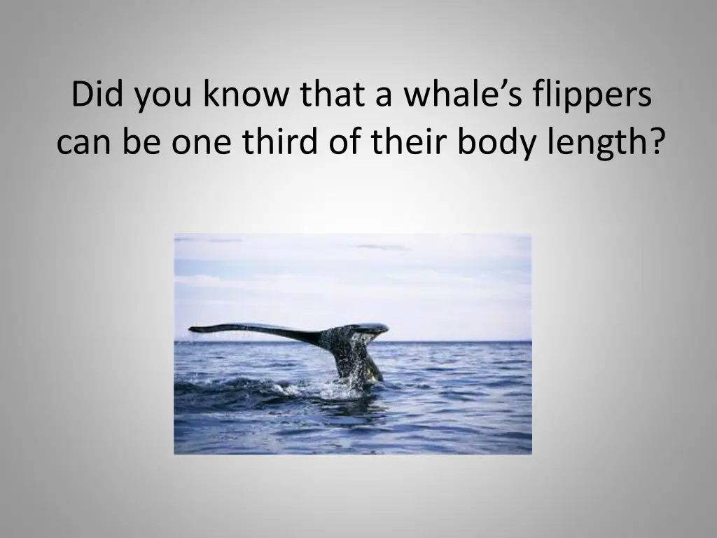 did you know that a whale s flippers