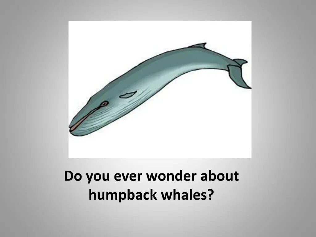 do you ever wonder about humpback whales