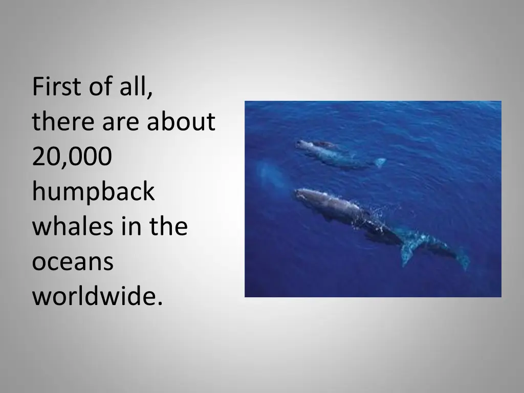 first of all there are about 20 000 humpback