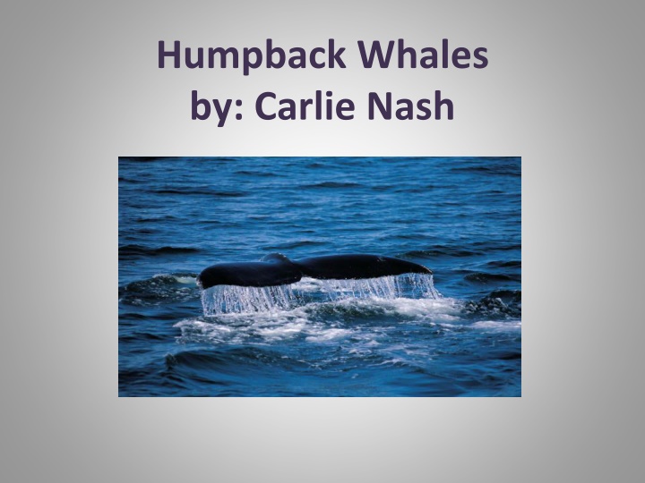 humpback whales by carlie nash