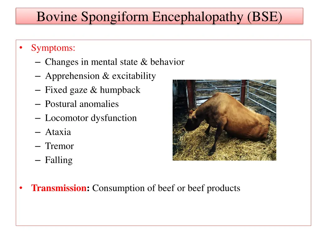 bovine spongiform encephalopathy bse 1