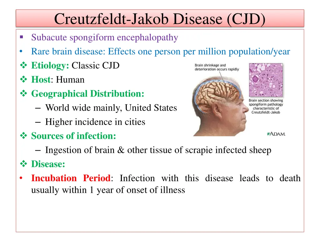 creutzfeldt jakob disease cjd subacute spongiform