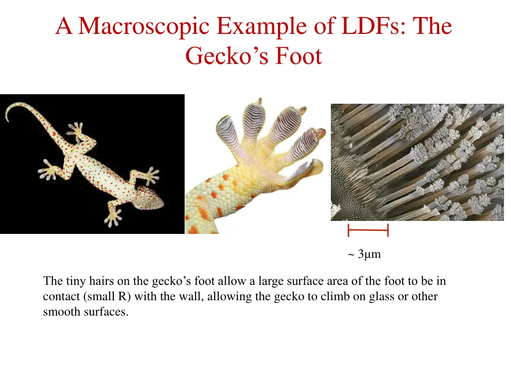 a macroscopic example of ldfs the gecko s foot