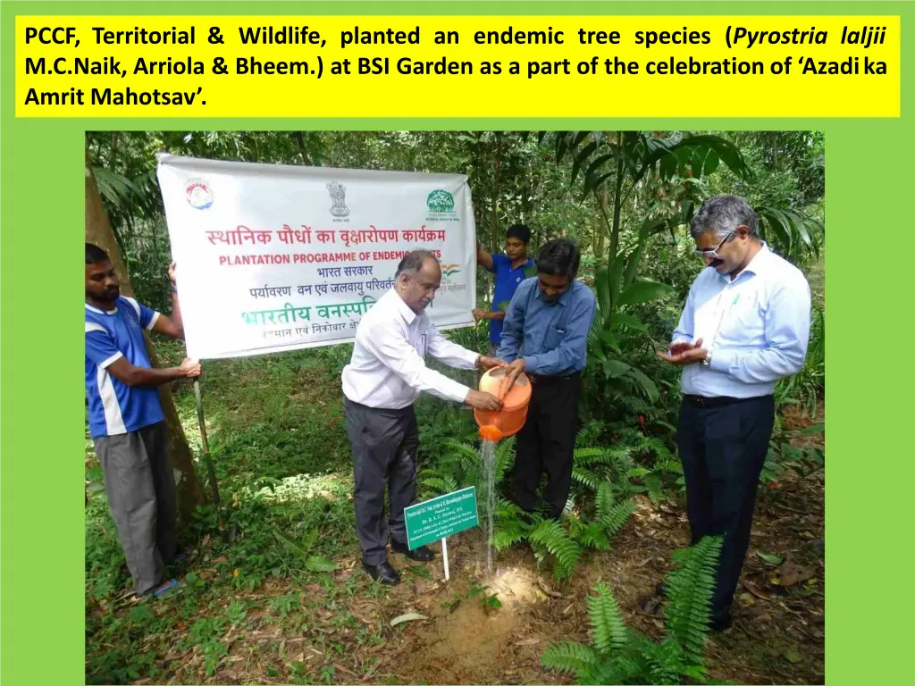 pccf territorial wildlife planted an endemic tree