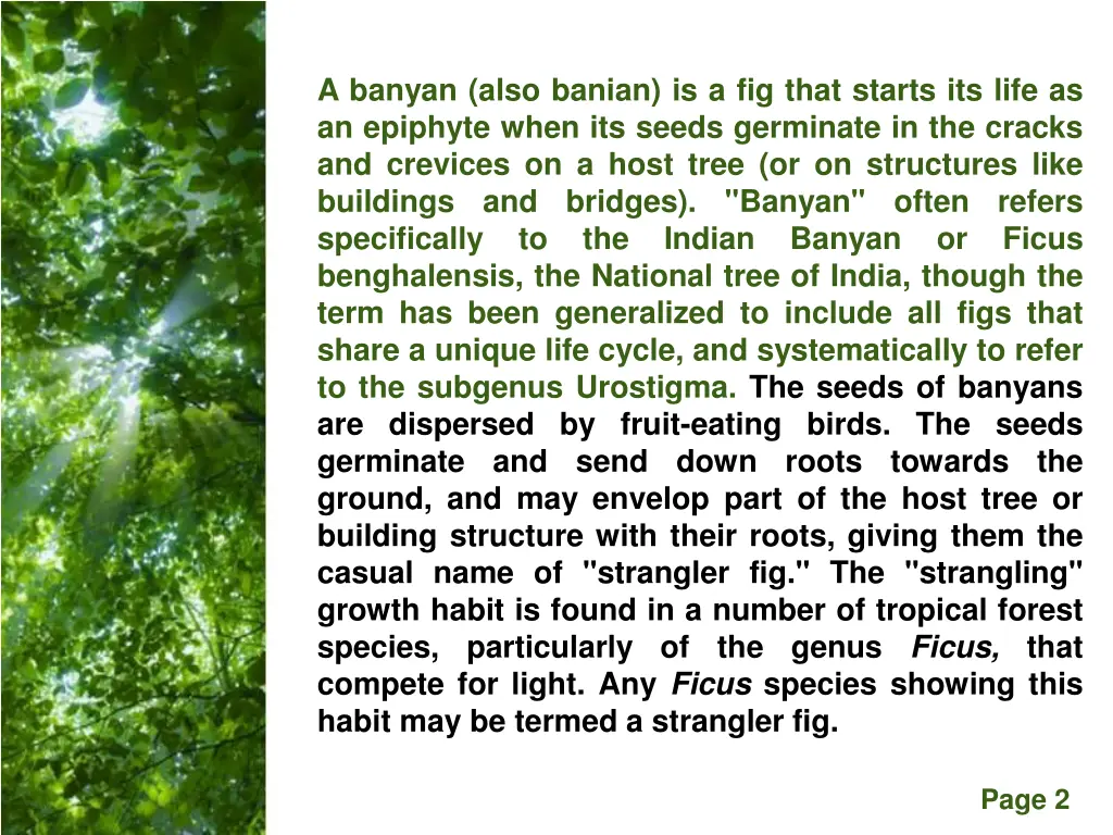 a banyan also banian is a fig that starts