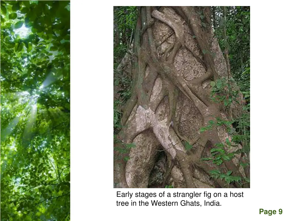 early stages of a strangler fig on a host tree